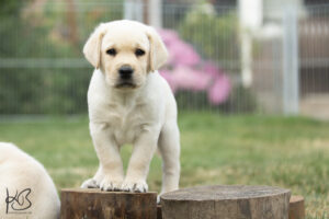 Labrador Retriever Welpe