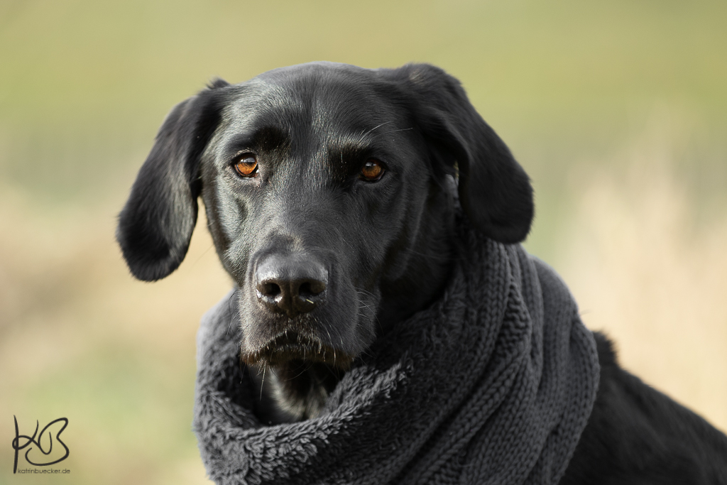 Labrador Retriever mit Schal