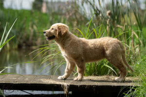 Golden Retriever Welpe