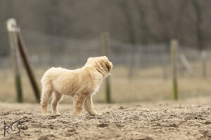 Golden Retriever Welpe