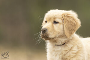 Golden Retriever Welpe