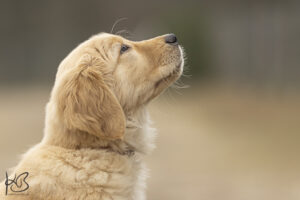 Golden Retriever Welpe