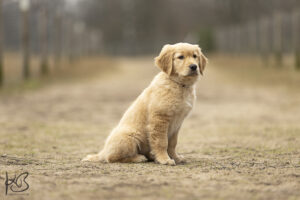 Golden Retriever Welpe sitzend