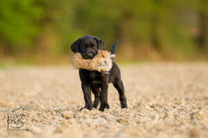 Labrador Retriever Welpe mit Felldummy