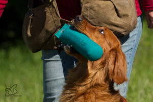 Golden Retriever mit Dummy